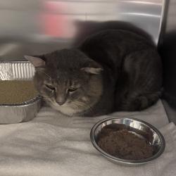 Shelter Stray Male Cat last seen , 14 Forever Friend Ln, Asheville, NC 28806, USA