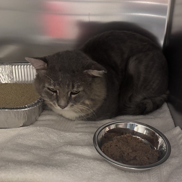 Shelter Stray Male Cat last seen , 14 Forever Friend Ln, Asheville, NC 28806, USA