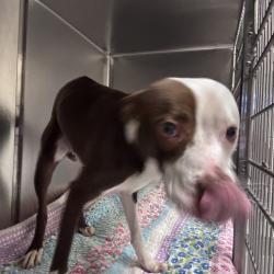 Shelter Stray Male Dog last seen , 14 Forever Friend Ln, Asheville, NC 28806, USA