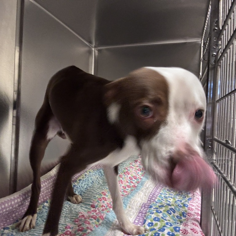Shelter Stray Male Dog last seen , 14 Forever Friend Ln, Asheville, NC 28806, USA