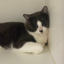 Shelter Stray Male Cat last seen , Animal Care & Control Team of Philly, 111 W Hunting Park Ave, Philadelphia, PA 19140, USA