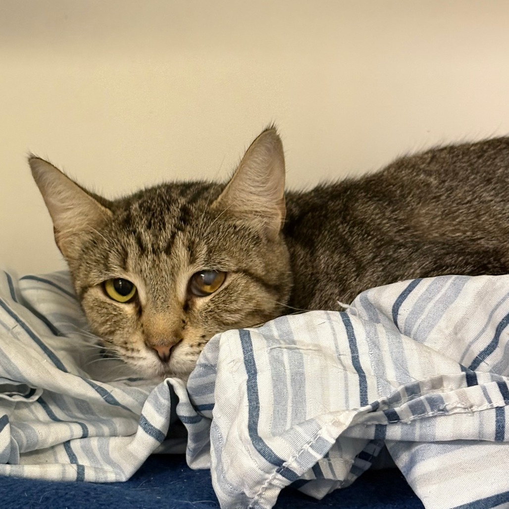 Shelter Stray Female Cat last seen , Animal Care & Control Team of Philly, 111 W Hunting Park Ave, Philadelphia, PA 19140, USA