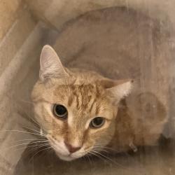 Shelter Stray Male Cat last seen , Animal Care & Control Team of Philly, 111 W Hunting Park Ave, Philadelphia, PA 19140, USA