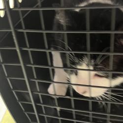 Shelter Stray Male Cat last seen , Animal Care & Control Team of Philly, 111 W Hunting Park Ave, Philadelphia, PA 19140, USA