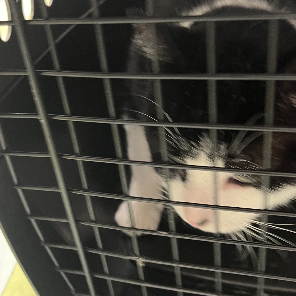 Shelter Stray Male Cat last seen , Animal Care & Control Team of Philly, 111 W Hunting Park Ave, Philadelphia, PA 19140, USA