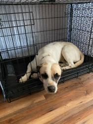 Reunited Male Dog last seen Longrass Drive, Smithfield NC, Johnston County, NC 27577