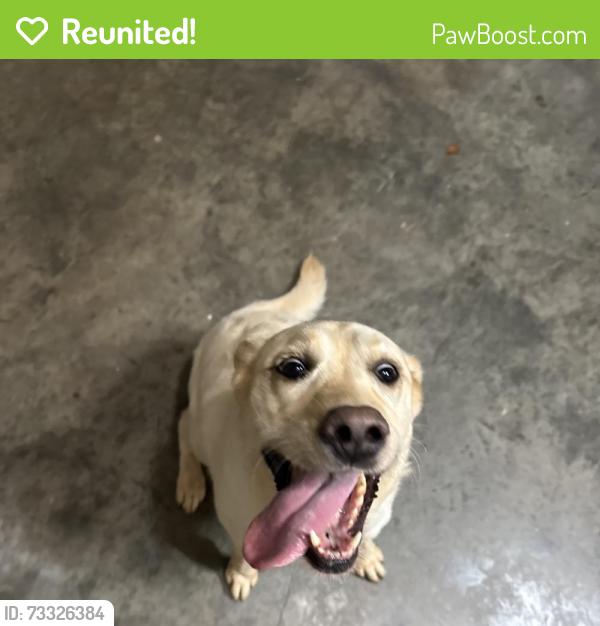 Reunited Female Dog last seen Indian Bluff Subdivision, Coweta County, GA 30277