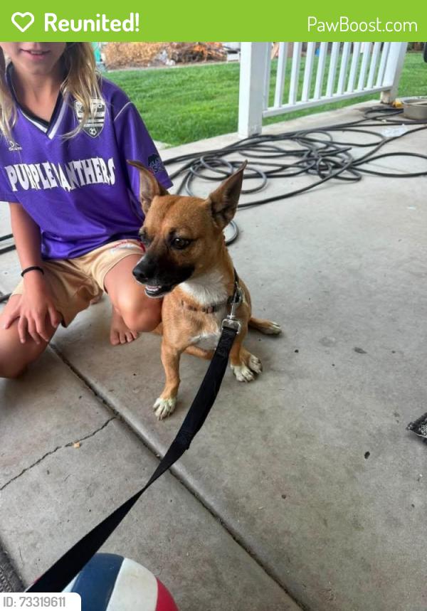 Reunited Male Dog last seen Orchard & Ave San Timiteo CHERRY VALLEY CA, Cherry Valley, CA 92223