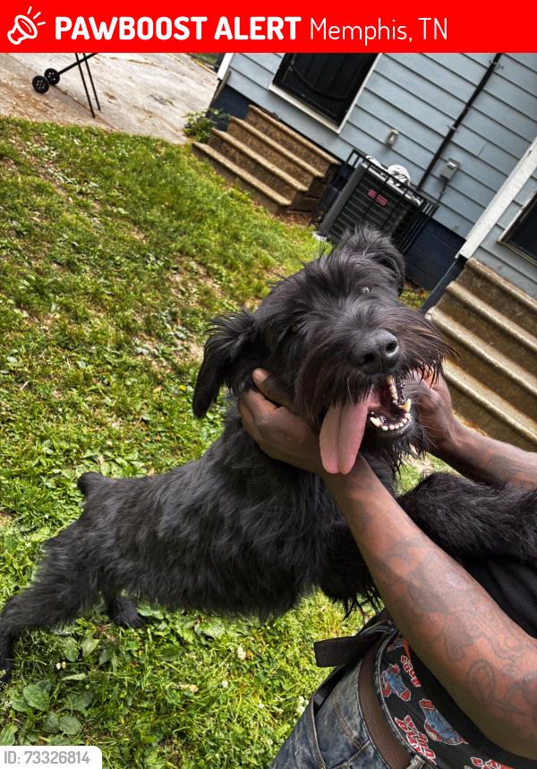 Lost Female Dog last seen Summer, Memphis, TN 38112