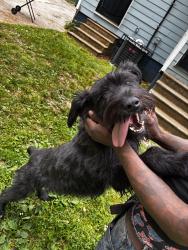 Lost Female Dog last seen Summer, Memphis, TN 38112