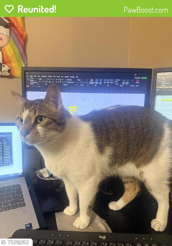 Reunited Male Cat last seen Mccrimmon brisdale, Brampton, ON L7A 2T4
