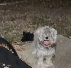 Lost Female Dog last seen Near deer forest, San Antonio, TX 78239