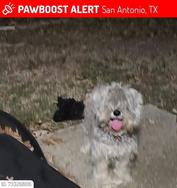 Lost Female Dog last seen Near deer forest, San Antonio, TX 78239