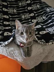 Reunited Female Cat last seen Near 17th St S, Fargo, ND 58103