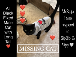 Lost Male Cat last seen Southside & Locust, Nampa, ID 83651