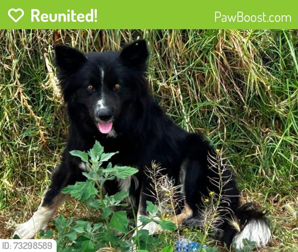 Reunited Male Dog last seen Gilbert & Cedar SAN BERNARDINO CA, San Bernardino, CA 92404