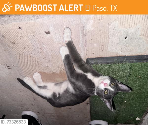 Found/Stray Female Cat last seen Off of Edgemere, El Paso, TX 79936