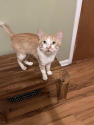 Reunited Male Cat last seen Emery Rd between Grant and Northglenn Dr, Northglenn, CO 80233