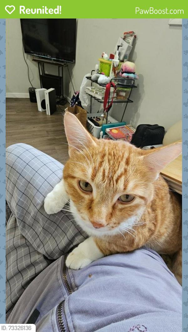 Reunited Male Cat last seen Portage and Langside, Winnipeg, MB R3C 1Z9