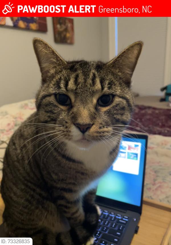 Lost Male Cat last seen Firewood Trail/High View Rd, Greensboro, NC 27410