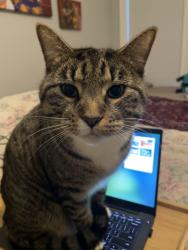 Lost Male Cat last seen Firewood Trail/High View Rd, Greensboro, NC 27410