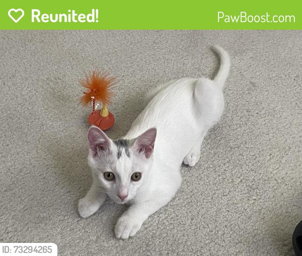 Reunited Male Cat last seen N Laurel and Selma, Los Angeles, CA 90046