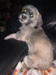 Reunited Female Dog last seen Lincolnshire drive, San Antonio, TX 78220