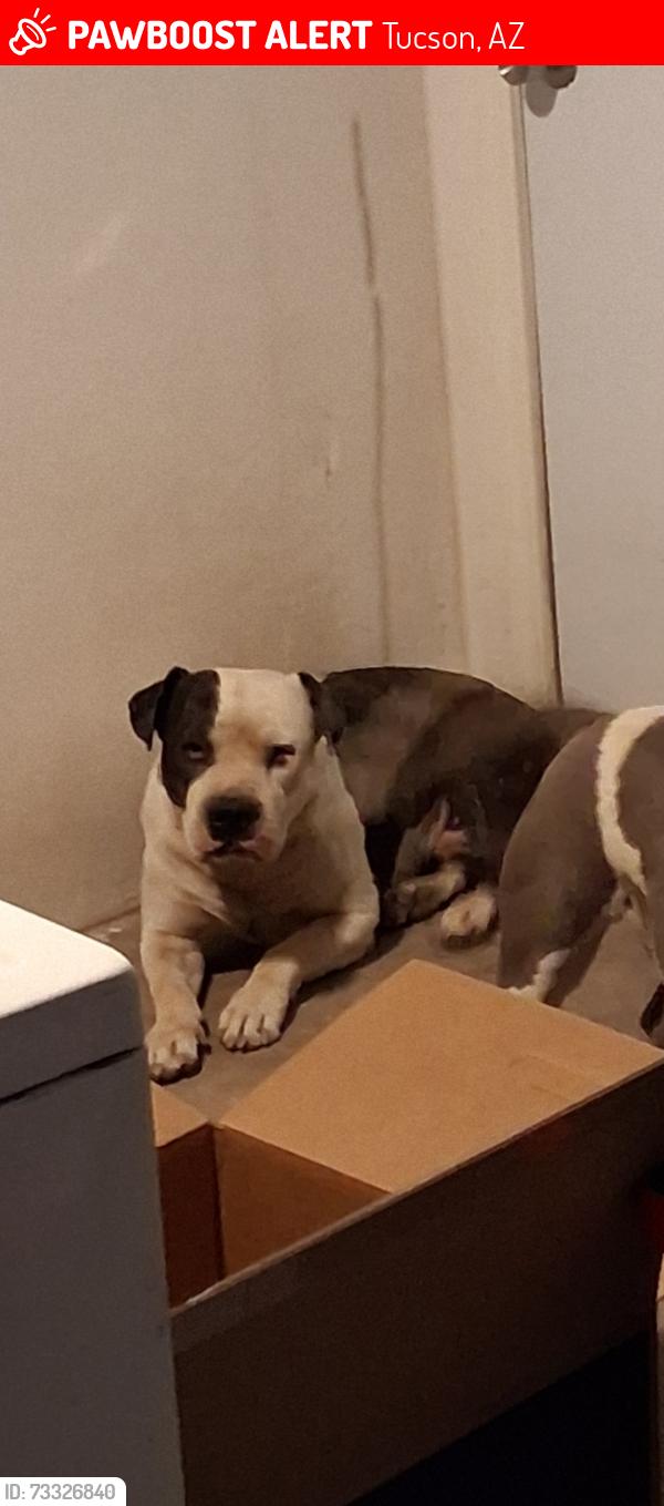 Lost Male Dog last seen Delaware st 85745, Tucson, AZ 85745
