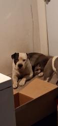 Lost Male Dog last seen Delaware st 85745, Tucson, AZ 85745