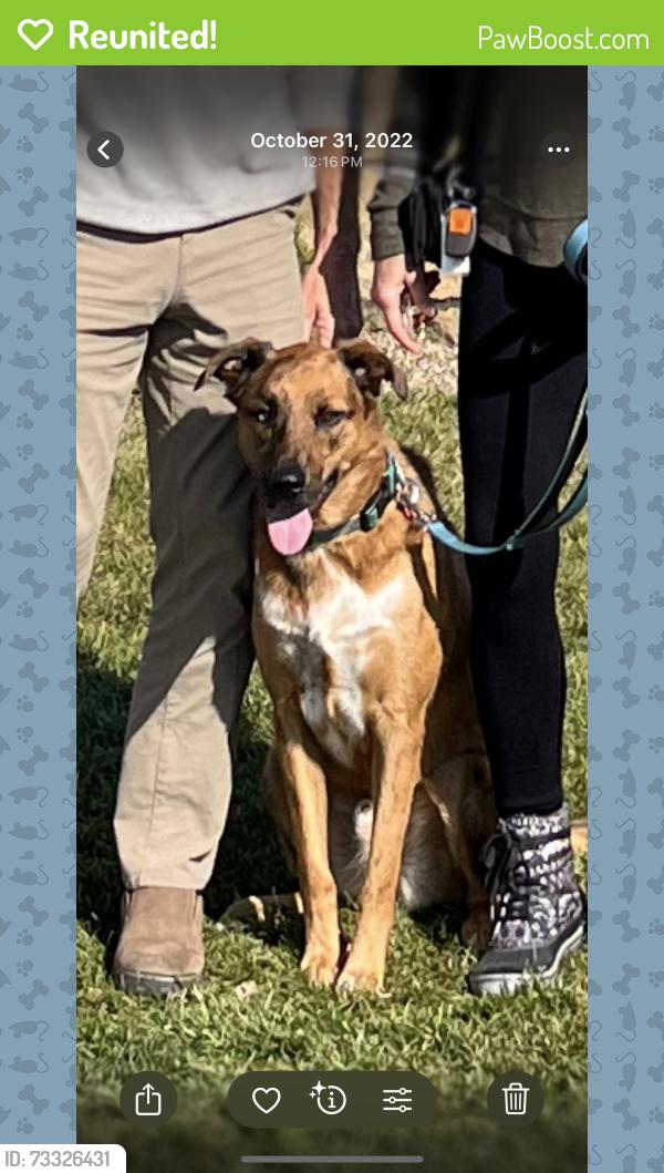Reunited Male Dog last seen Pisgah Road near Mount Pisgah Middle School, Cordova, TN 38016