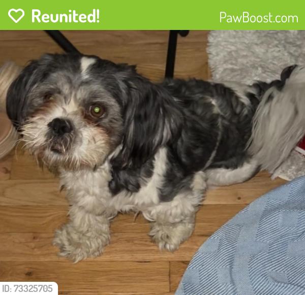 Reunited Male Dog last seen Edith & Los Ranchos, North Valley, NM 87113