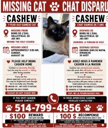 Lost Female Cat last seen du golf, Salaberry-de-Valleyfield, QC J6S 0K1