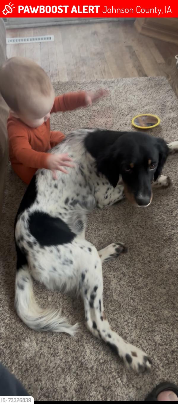 Lost Male Dog last seen American Legion Rd SE, 420th St SE Iowa City, Johnson County, IA 52240