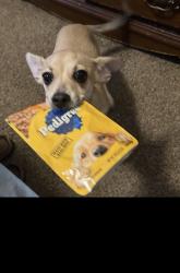 Reunited Female Dog last seen Rams Horn Road, Greenville, NC 27834