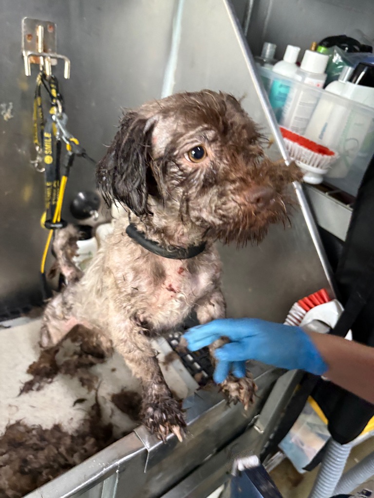 Shelter Stray Male Dog last seen , 22415 Groesbeck Hwy, Warren, MI 48089, USA