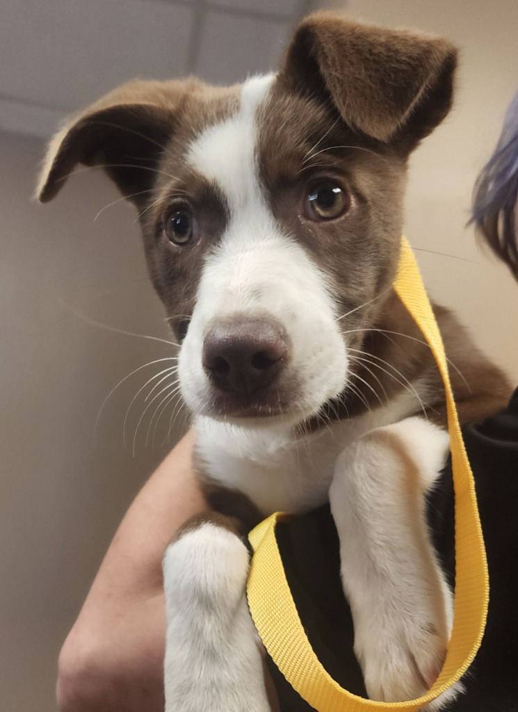 Shelter Stray Female Dog last seen , 425 Cogdell Dr, Maumelle, AR 72113, USA