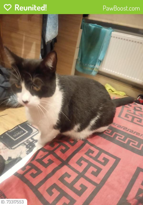 Reunited Male Cat last seen Inside gardens E17 6 SB, Greater London, England E17 6SB