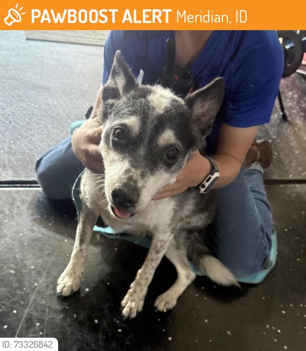 Found/Stray Unknown Dog last seen 10 Mile/Franklon, Meridian, ID 83642