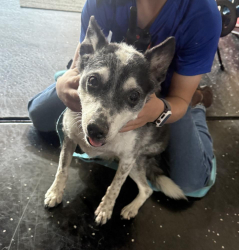 Found/Stray Unknown Dog last seen 10 Mile/Franklon, Meridian, ID 83642