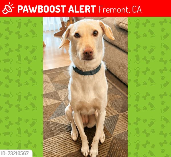 Lost Female Dog last seen Near South Off Ramp, Fremont, CA 94539