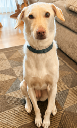 Lost Female Dog last seen Near South Off Ramp, Fremont, CA 94539