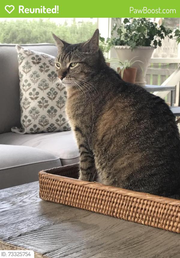 Reunited Male Cat last seen Randall ridge, Elgin, Elgin, IL 60124