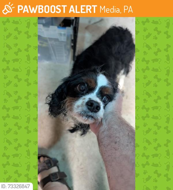 Found/Stray Male Dog last seen Riddle hosp, Media, Media, PA 19063