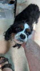 Found/Stray Male Dog last seen Riddle hosp, Media, Media, PA 19063