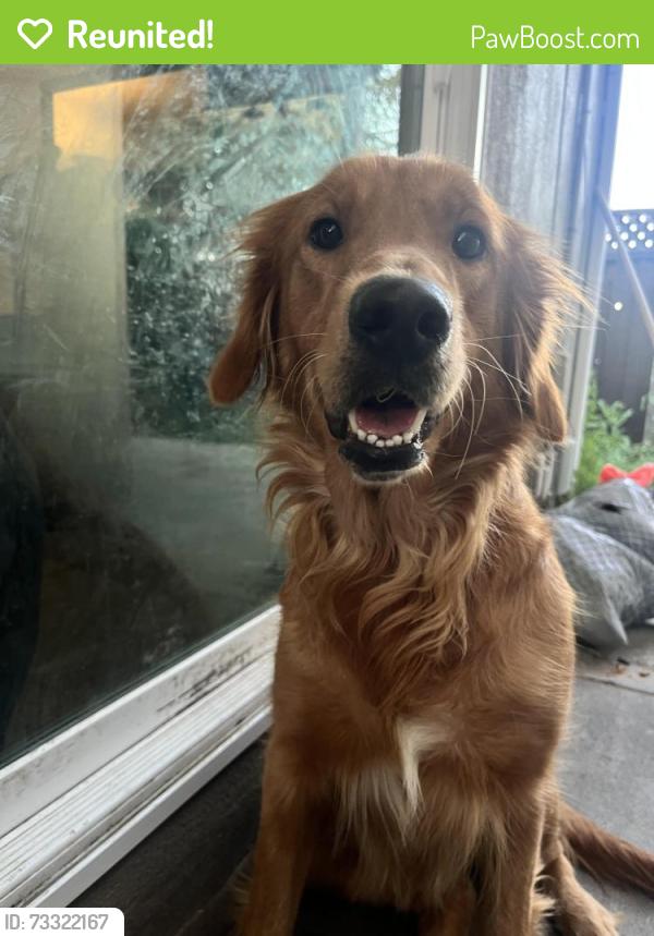 Reunited Female Dog last seen Near Lundy Ave, San Jose, CA 95133, USA, San Jose, CA 95133