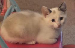 Reunited Female Cat last seen Town creek village apmts, Lenoir City, TN 37771