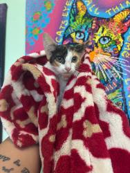 Shelter Stray Female Cat last seen Bexar County, 3353 Morningside Dr, New Braunfels, TX 78132, USA