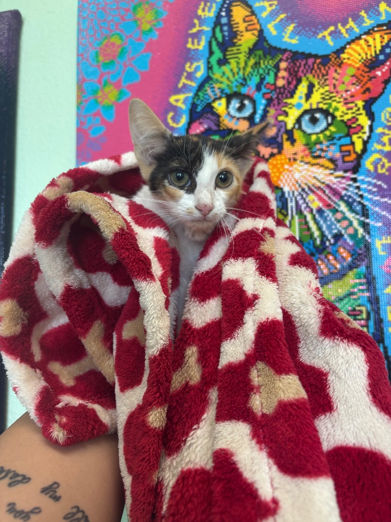 Shelter Stray Female Cat last seen Bexar County, 3353 Morningside Dr, New Braunfels, TX 78132, USA