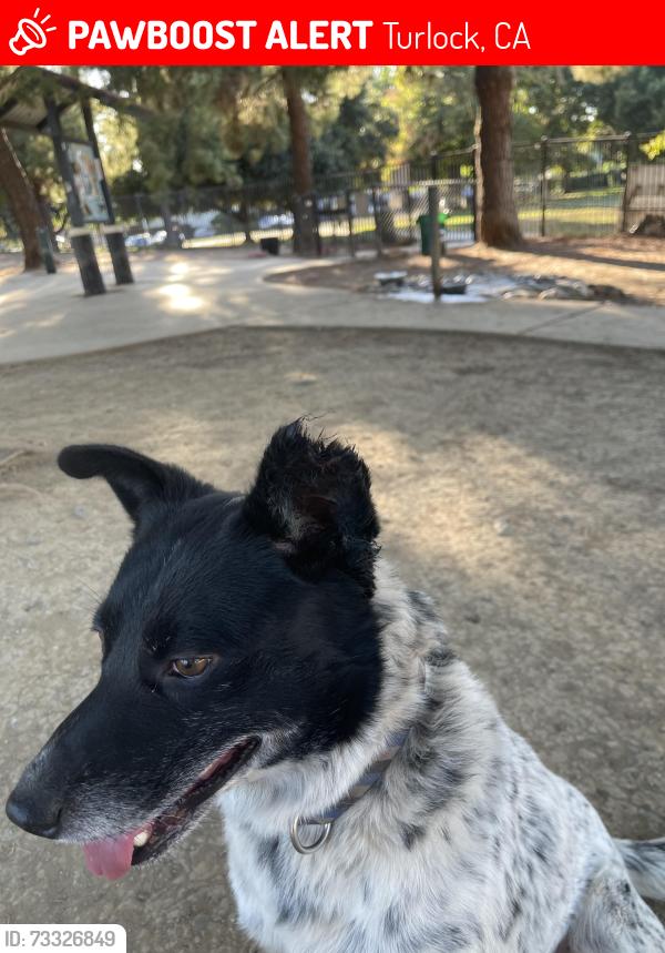 Lost Male Dog last seen Gas station, Turlock, CA 95381