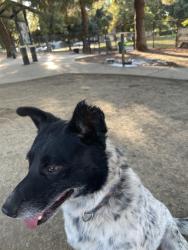 Lost Male Dog last seen Gas station, Turlock, CA 95381